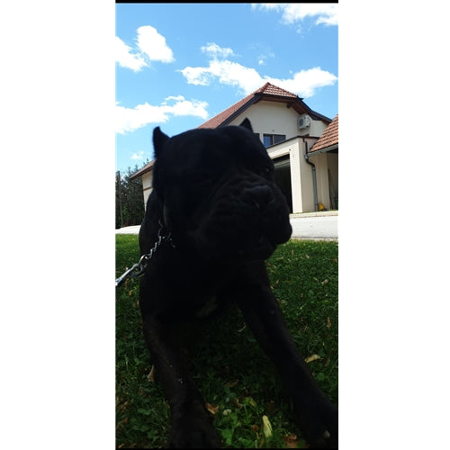 Mr.Pet spletna trgovina