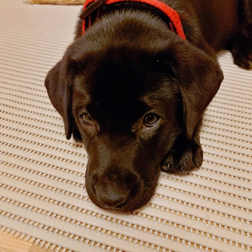 Mr.Pet spletna trgovina