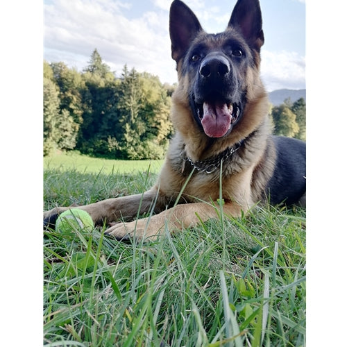 Mr.Pet spletna trgovina