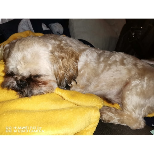 Mr.Pet spletna trgovina