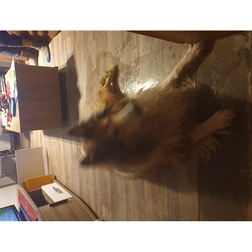 Mr.Pet spletna trgovina