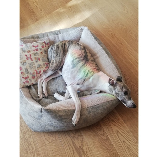 Mr.Pet spletna trgovina