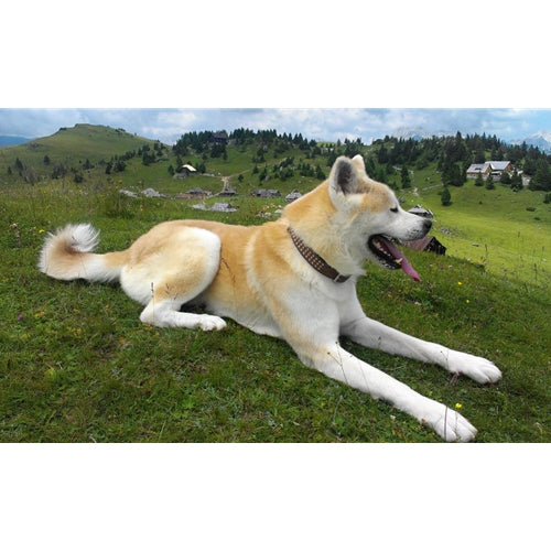 Mr.Pet spletna trgovina