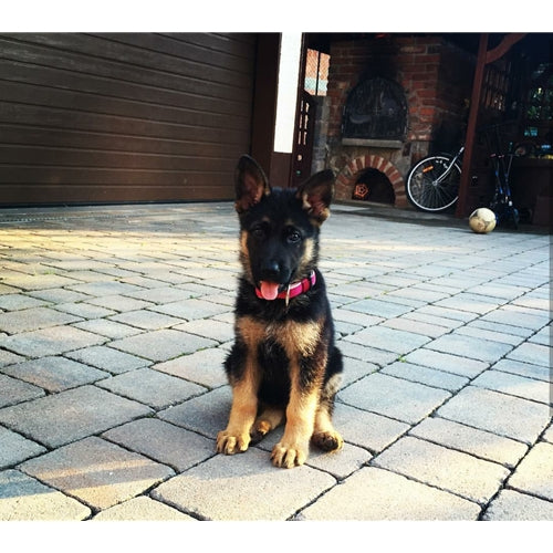 Mr.Pet spletna trgovina