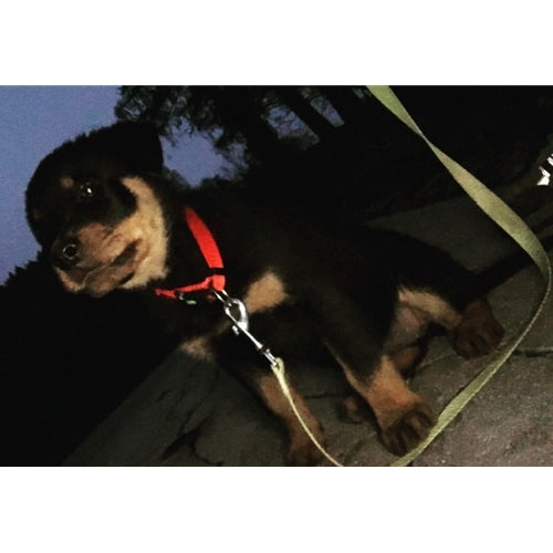 Mr.Pet spletna trgovina