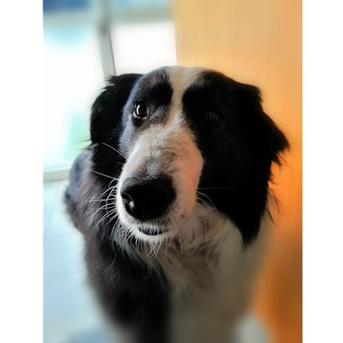 Mr.Pet spletna trgovina