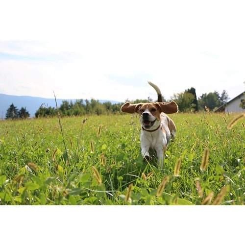Mr.Pet spletna trgovina