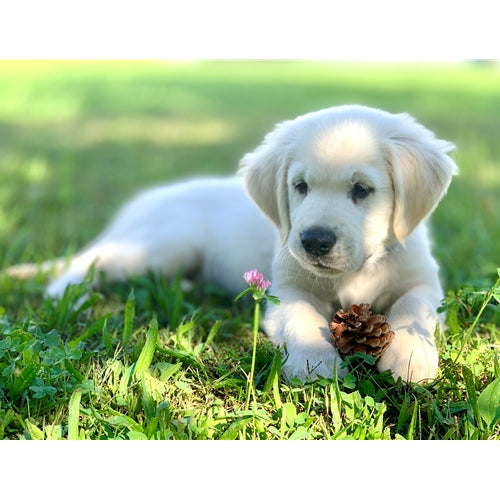 Mr.Pet spletna trgovina
