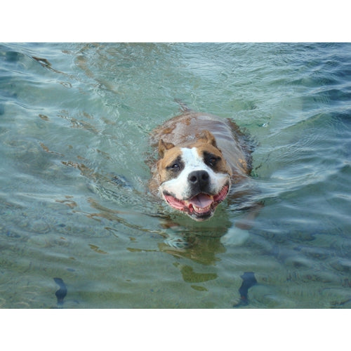 Mr.Pet spletna trgovina
