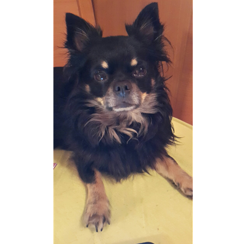 Mr.Pet spletna trgovina