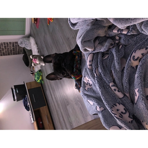 Mr.Pet spletna trgovina