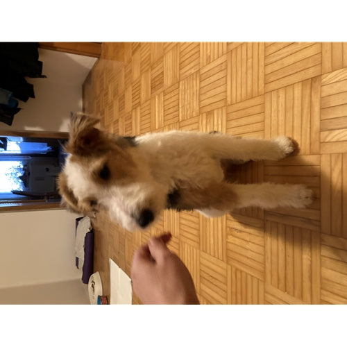 Mr.Pet spletna trgovina