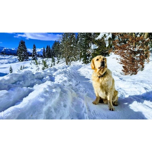 Spletna trgovina Mr.Pet