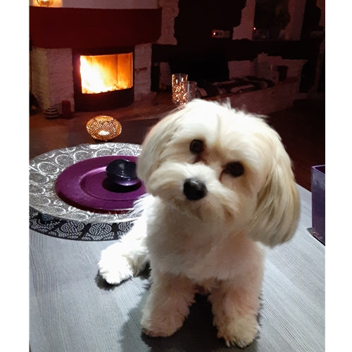 Mr.Pet spletna trgovina