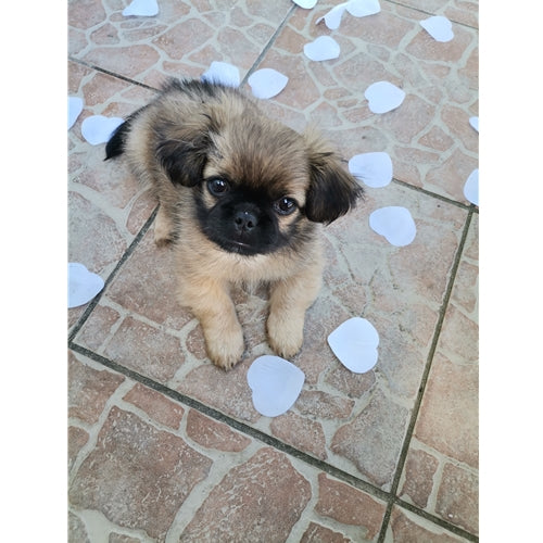 Mr.Pet spletna trgovina
