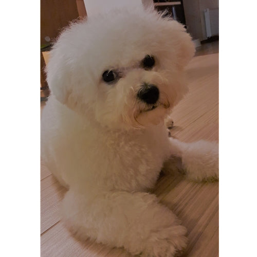 Spletna trgovina Mr.Pet