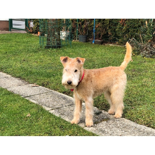 Mr.Pet spletna trgovina