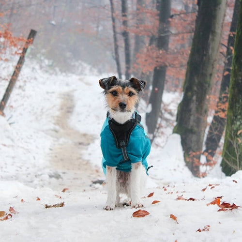 Mr.Pet spletna trgovina