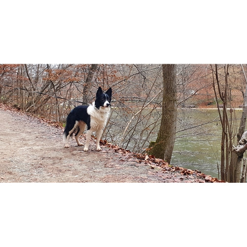 Mr.Pet spletna trgovina
