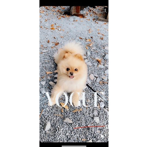 Mr.Pet spletna trgovina