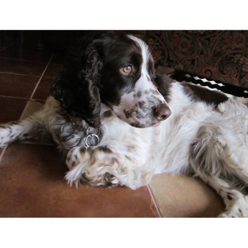 Mr.Pet spletna trgovina