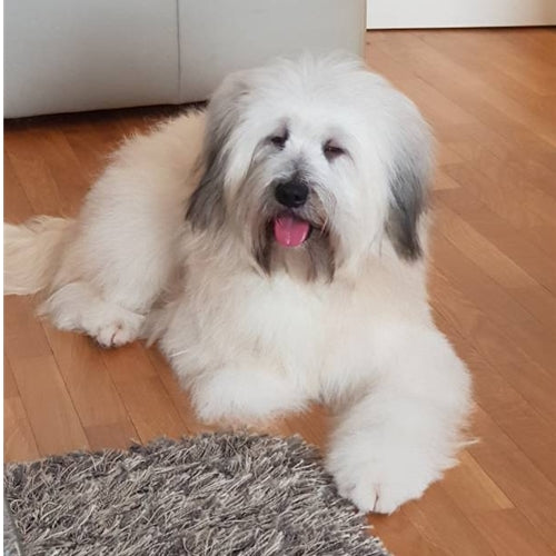 Mr.Pet spletna trgovina