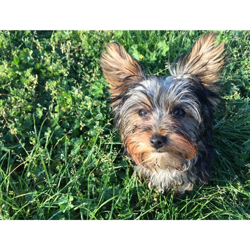 Mr.Pet spletna trgovina
