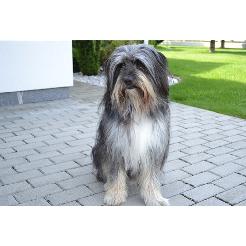 Mr.Pet spletna trgovina