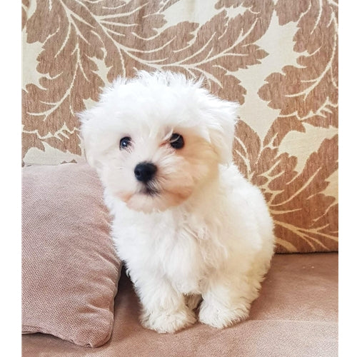Mr.Pet spletna trgovina