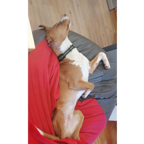 Mr.Pet spletna trgovina