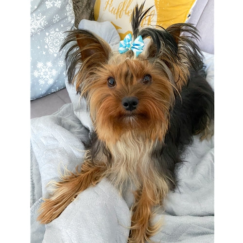 Mr.Pet spletna trgovina