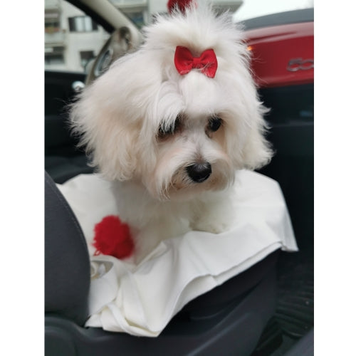 Mr.Pet spletna trgovina
