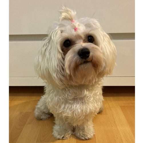 Mr.Pet spletna trgovina