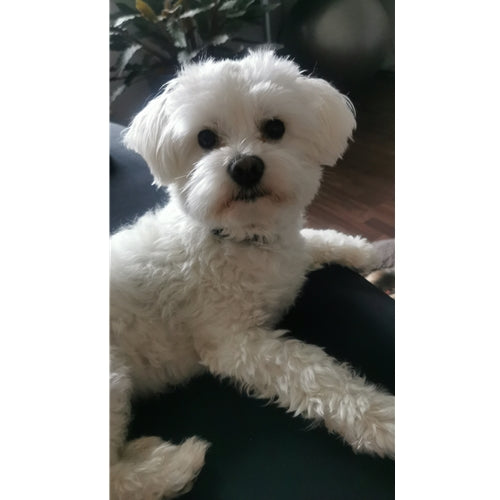 Mr.Pet spletna trgovina