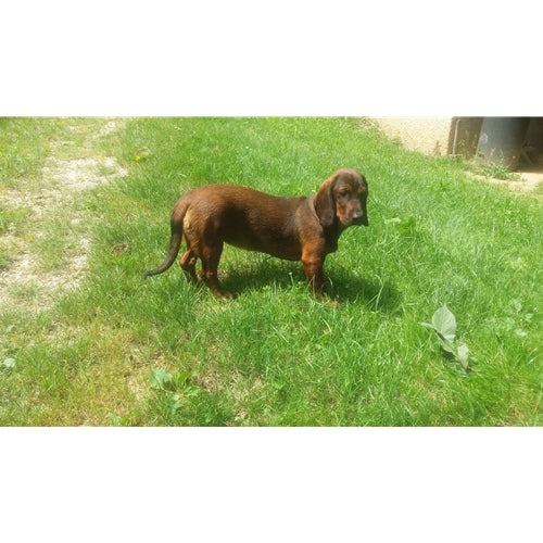 Mr.Pet spletna trgovina