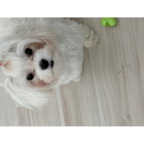 Mr.Pet spletna trgovina