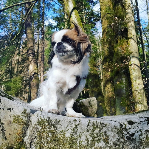 Mr.Pet spletna trgovina