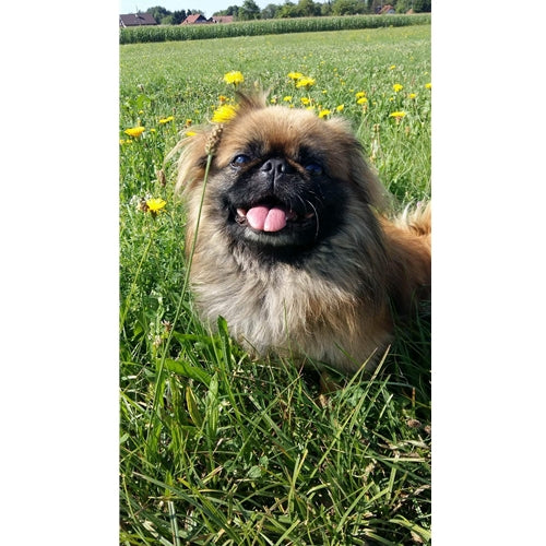 Mr.Pet spletna trgovina