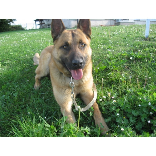 Mr.Pet spletna trgovina