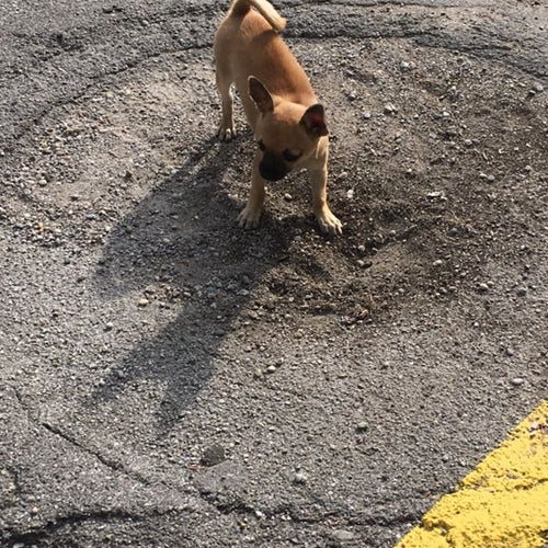 Mr.Pet spletna trgovina