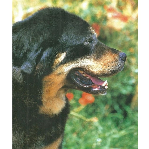 Mr.Pet spletna trgovina