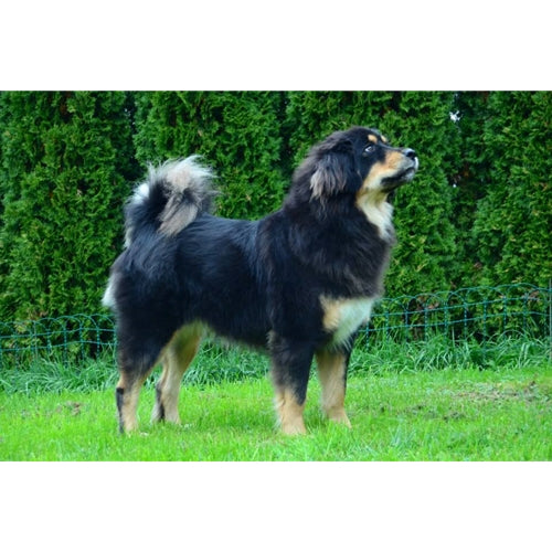 Mr.Pet spletna trgovina