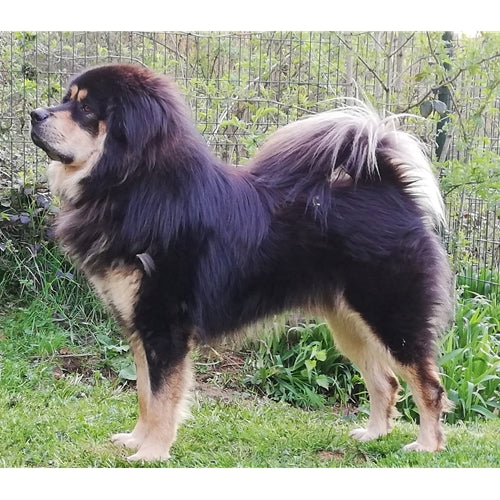 Mr.Pet spletna trgovina