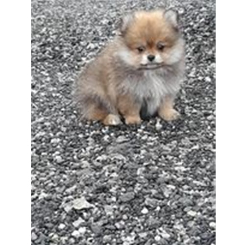 Mr.Pet spletna trgovina