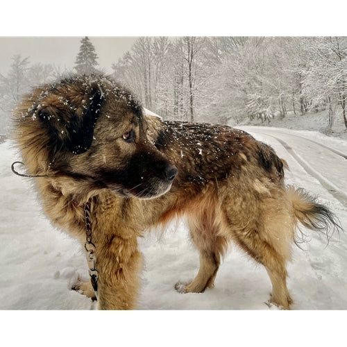 Mr.Pet spletna trgovina