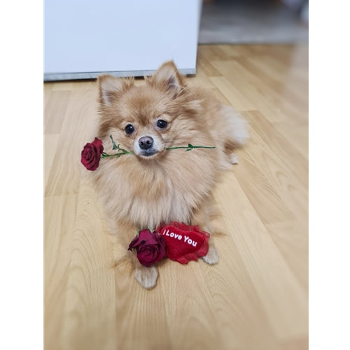 Mr.Pet spletna trgovina