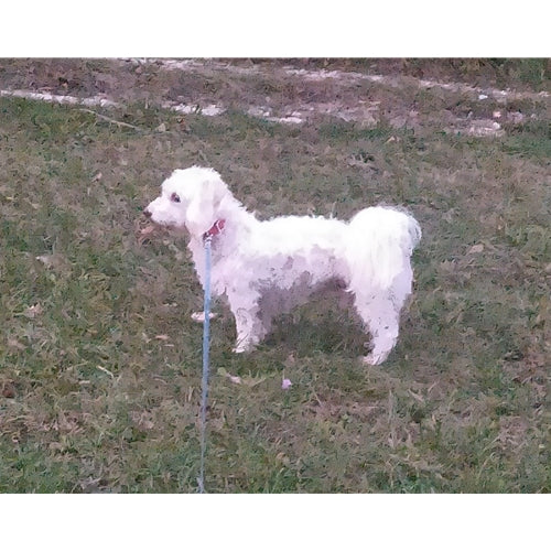 Mr.Pet spletna trgovina