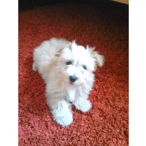 Mr.Pet spletna trgovina