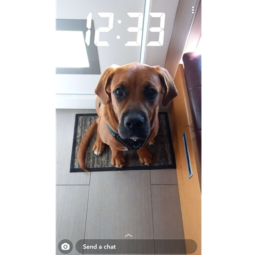 Mr.Pet spletna trgovina