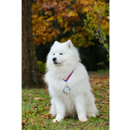 Mr.Pet spletna trgovina
